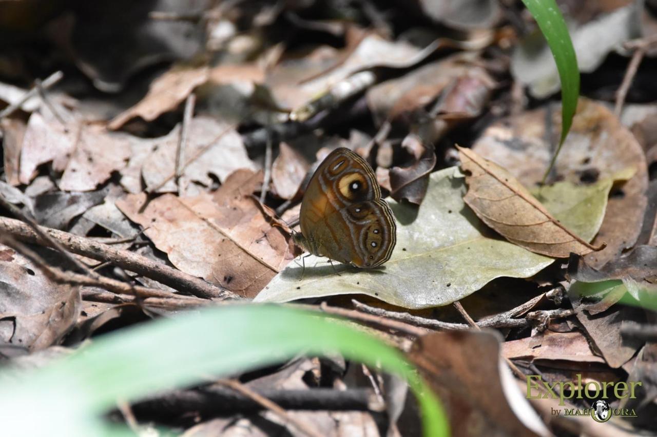 Explorer By Eco Team - Wasgamuwa National Park Exterior foto