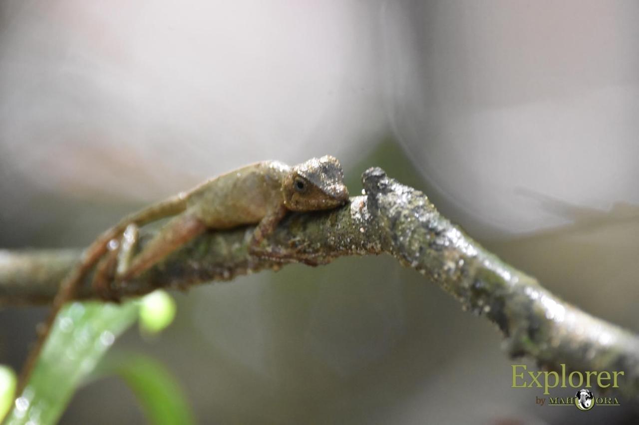 Explorer By Eco Team - Wasgamuwa National Park Exterior foto