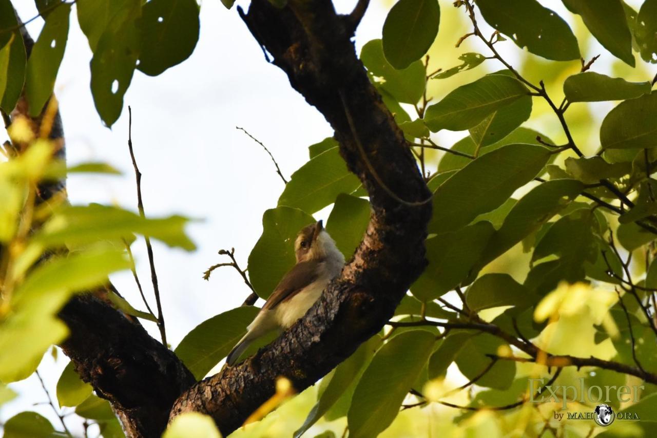 Explorer By Eco Team - Wasgamuwa National Park Exterior foto