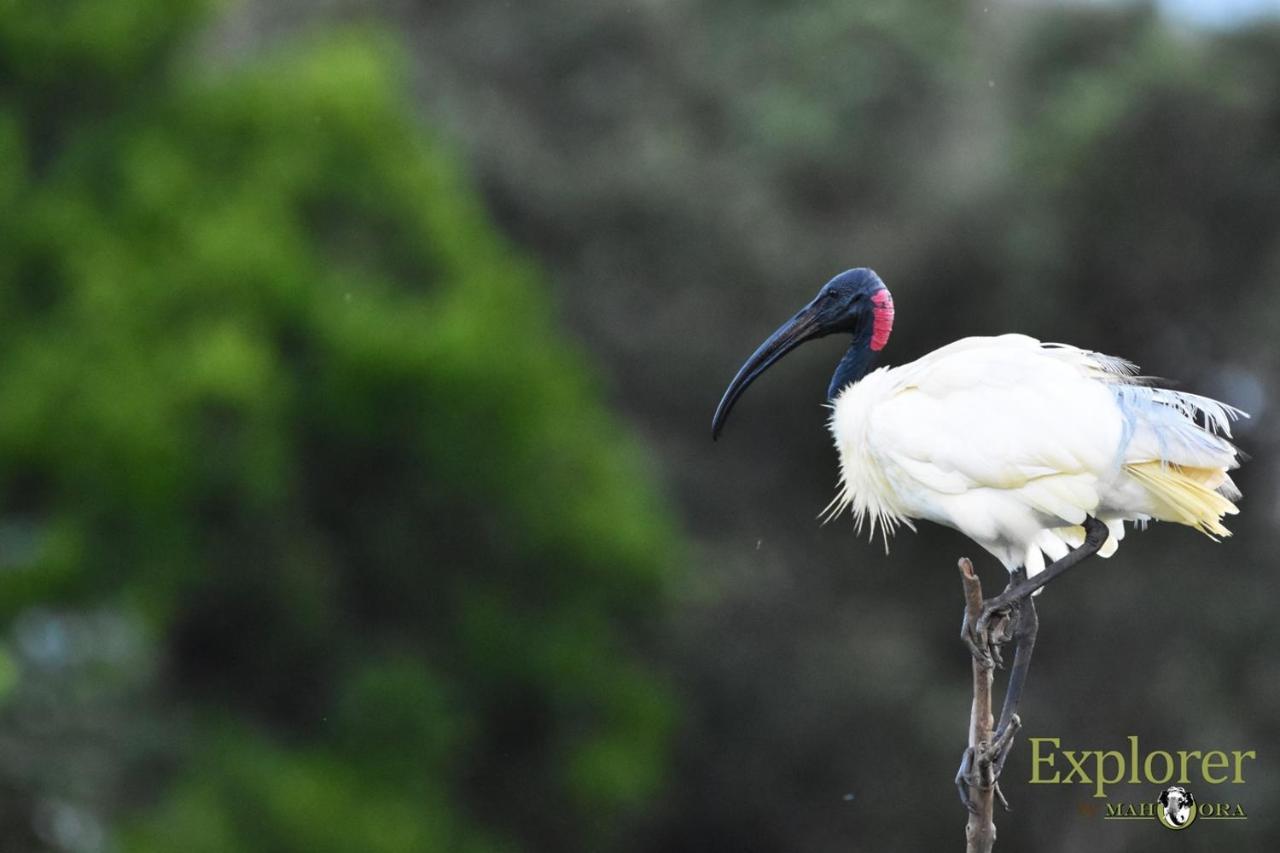 Explorer By Eco Team - Wasgamuwa National Park Exterior foto