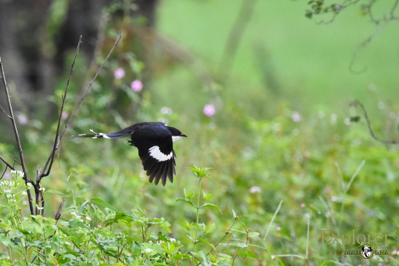 Explorer By Eco Team - Wasgamuwa National Park Exterior foto