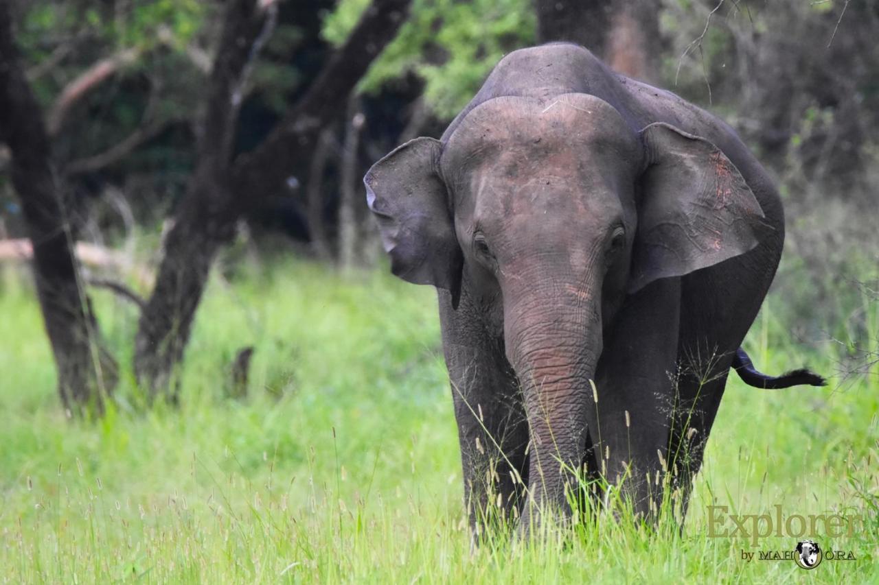 Explorer By Eco Team - Wasgamuwa National Park Exterior foto