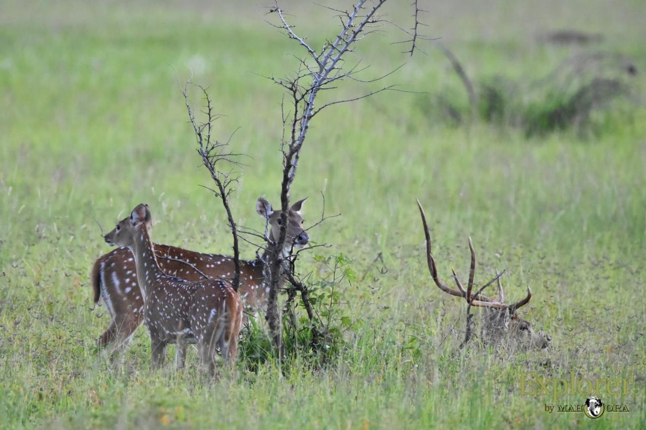 Explorer By Eco Team - Wasgamuwa National Park Exterior foto