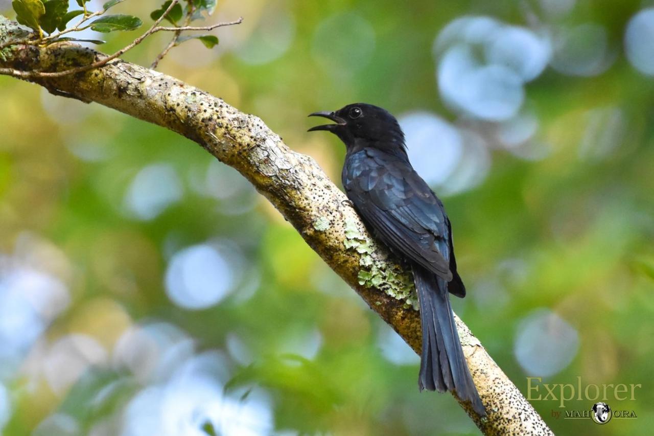 Explorer By Eco Team - Wasgamuwa National Park Exterior foto