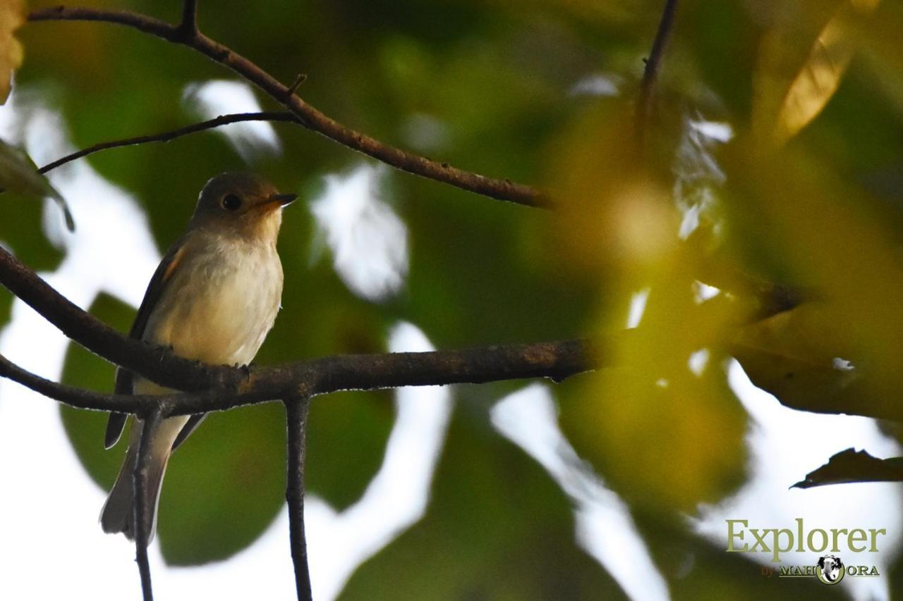 Explorer By Eco Team - Wasgamuwa National Park Exterior foto