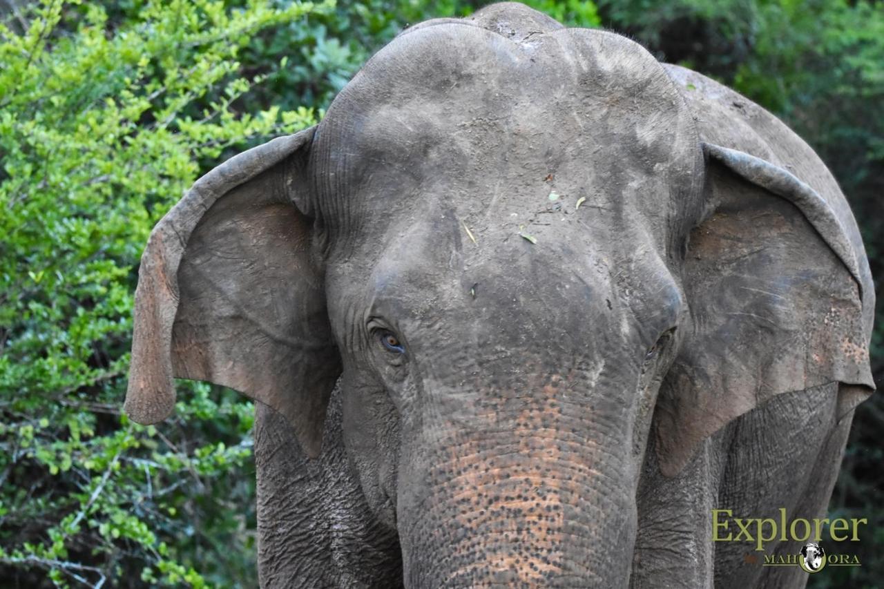Explorer By Eco Team - Wasgamuwa National Park Exterior foto