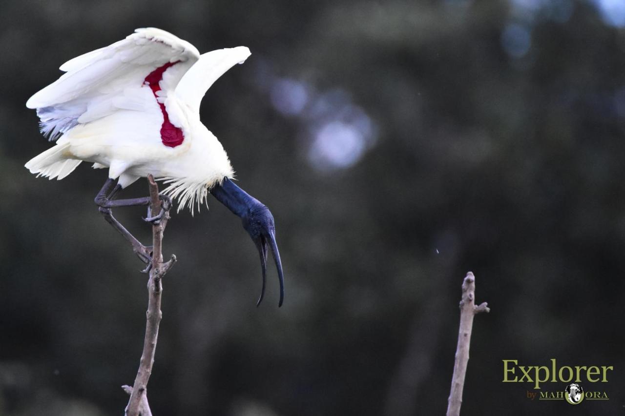 Explorer By Eco Team - Wasgamuwa National Park Exterior foto
