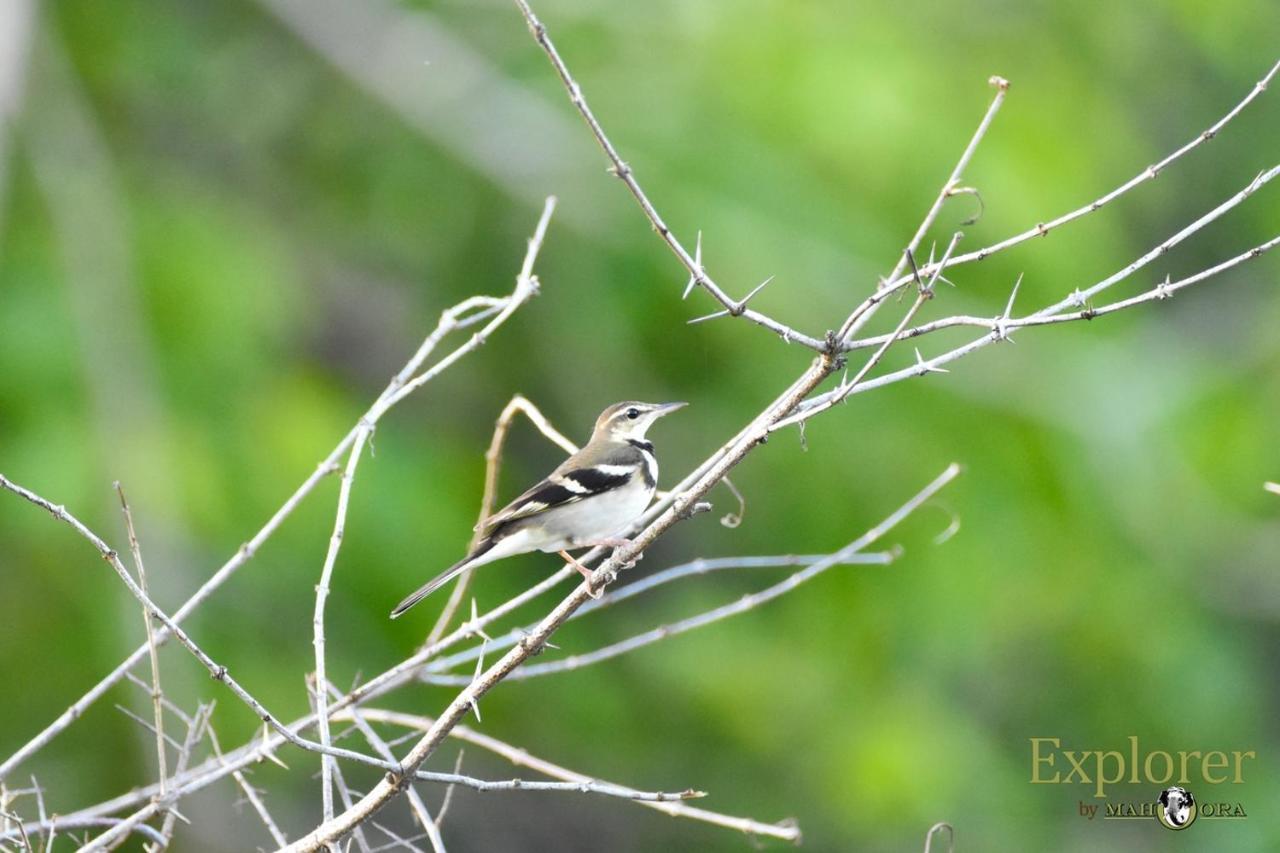 Explorer By Eco Team - Wasgamuwa National Park Exterior foto