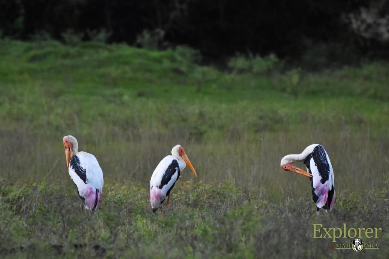 Explorer By Eco Team - Wasgamuwa National Park Exterior foto