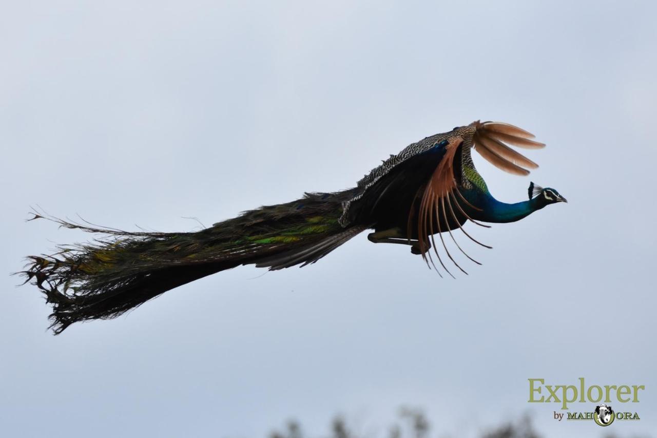 Explorer By Eco Team - Wasgamuwa National Park Exterior foto
