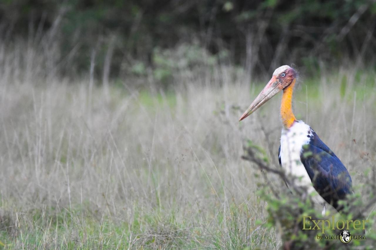 Explorer By Eco Team - Wasgamuwa National Park Exterior foto