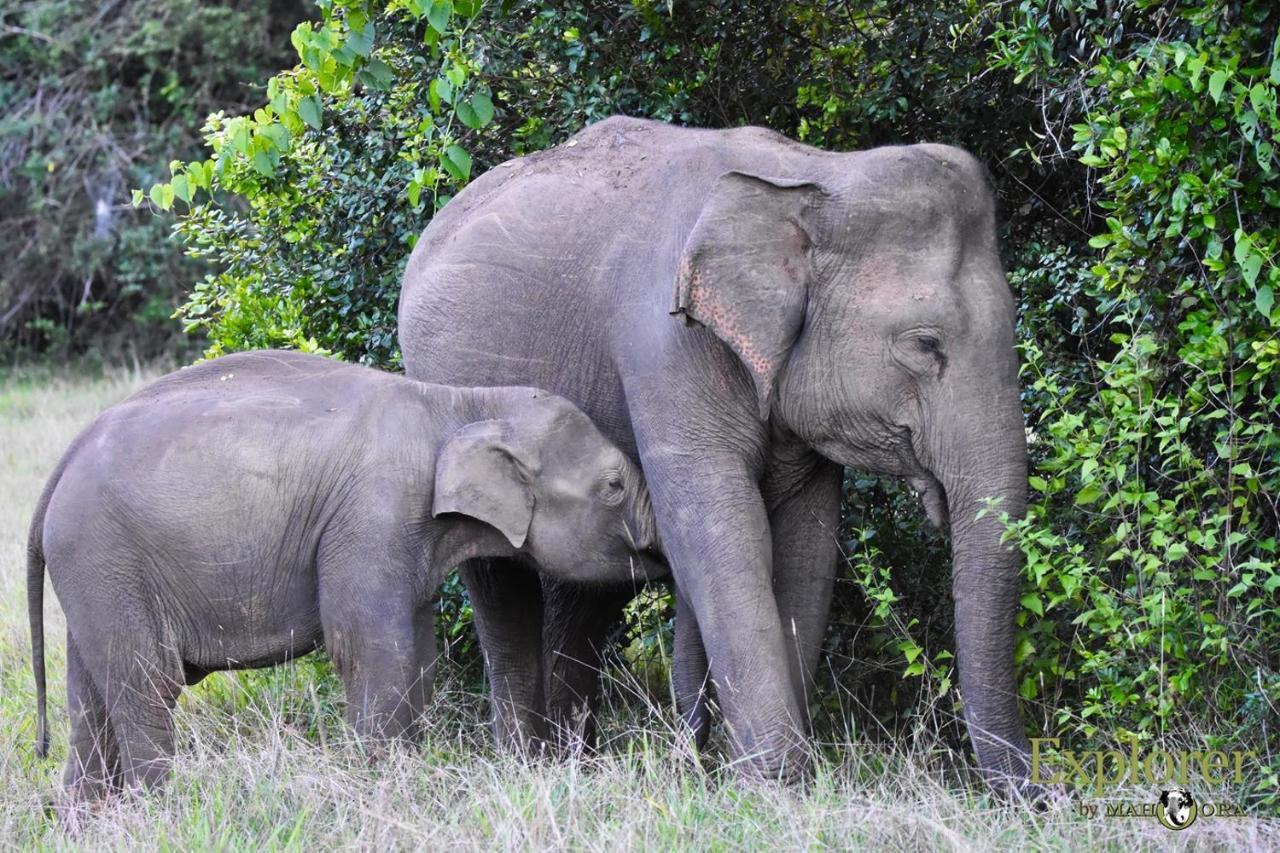 Explorer By Eco Team - Wasgamuwa National Park Exterior foto