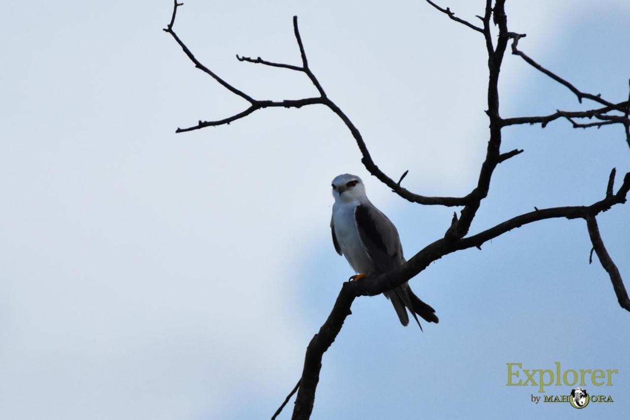 Explorer By Eco Team - Wasgamuwa National Park Exterior foto