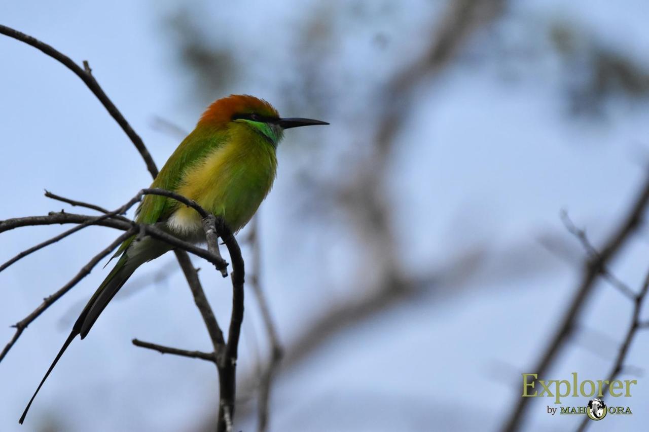 Explorer By Eco Team - Wasgamuwa National Park Exterior foto