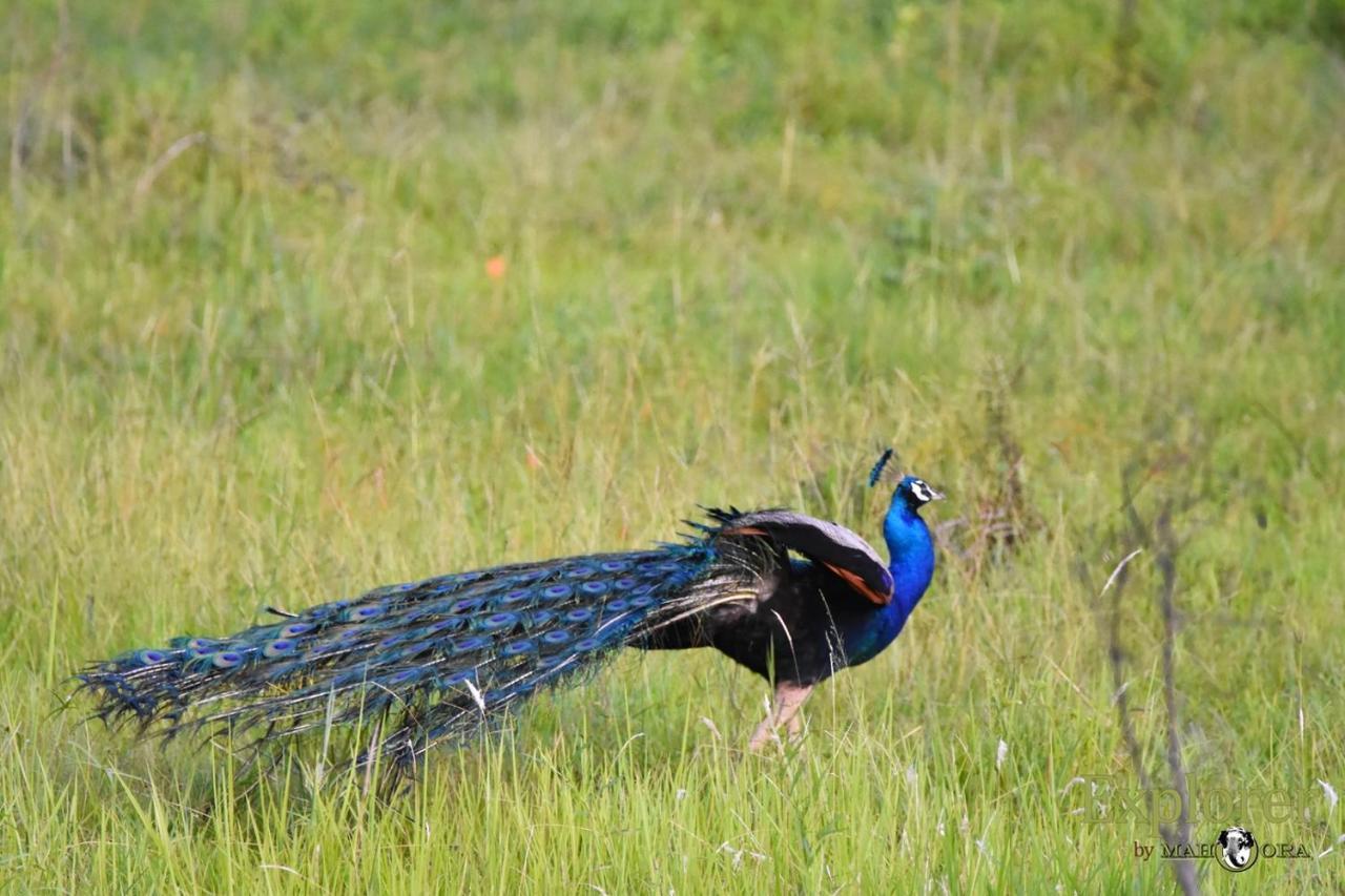 Explorer By Eco Team - Wasgamuwa National Park Exterior foto