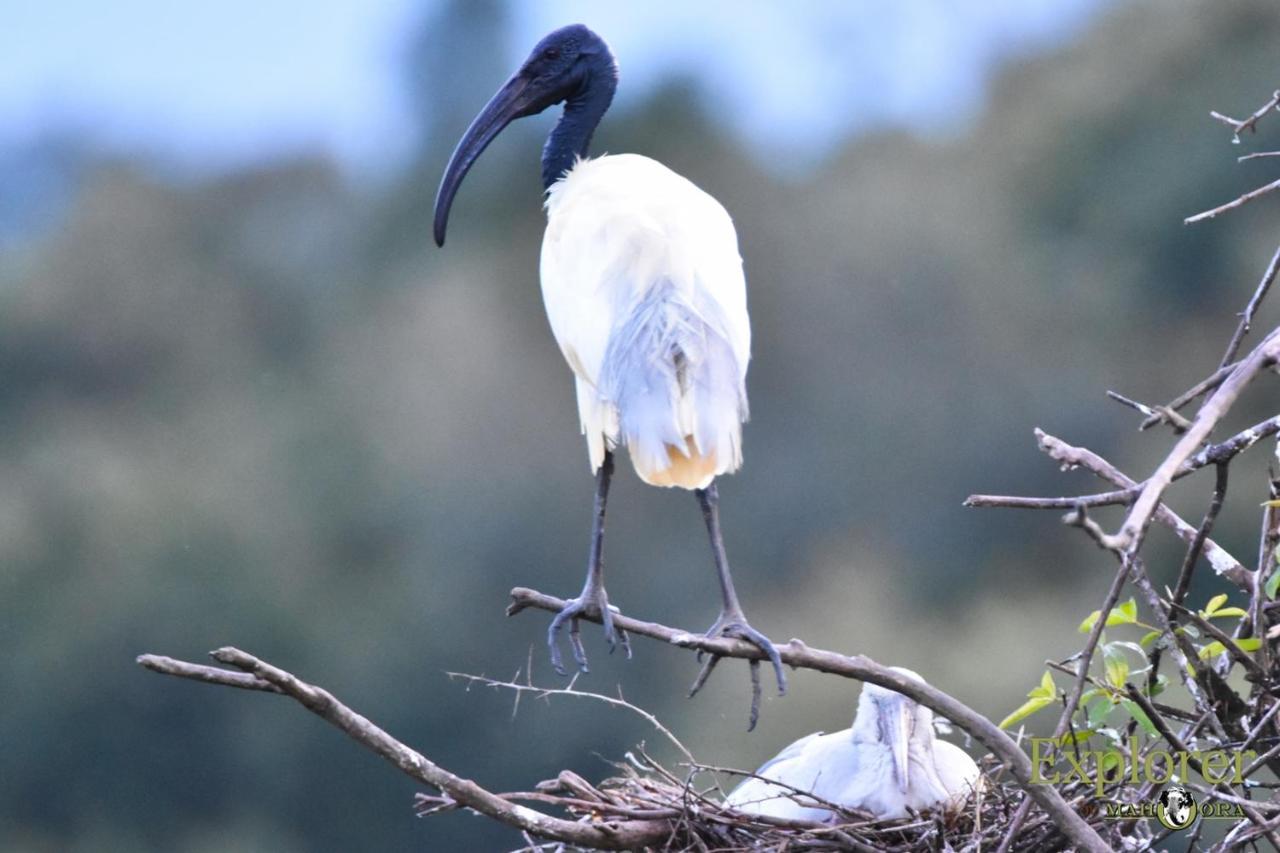Explorer By Eco Team - Wasgamuwa National Park Exterior foto
